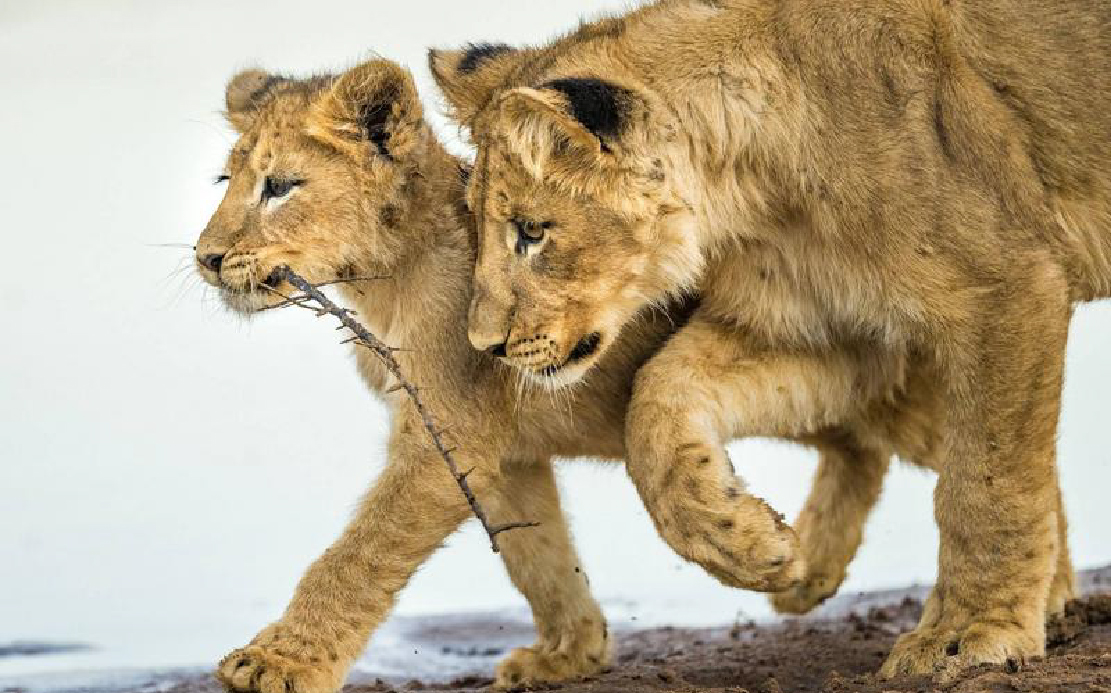Tswalu Kalahari 2